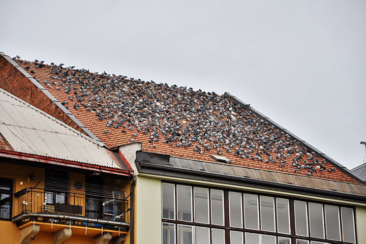 A2B Pest Control are able to install spikes to deter birds from roofs in Chesham. 