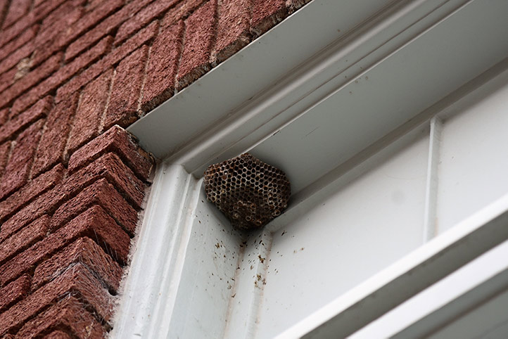 We provide a wasp nest removal service for domestic and commercial properties in Chesham.